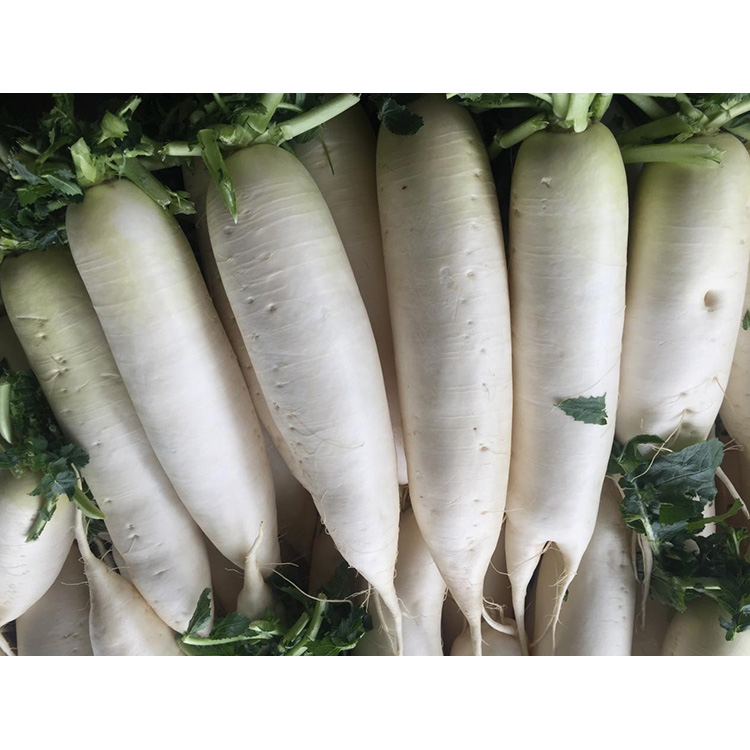Galugarin ang nutritional value ng New Crop Fresh Radish para mapahusay ang immunity at pigilan ang paglaki ng cancer cells